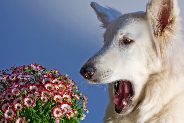 Dog with flowers by Shutterstock.