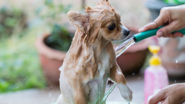 Pomeranian getting a bath by Shutterstock.