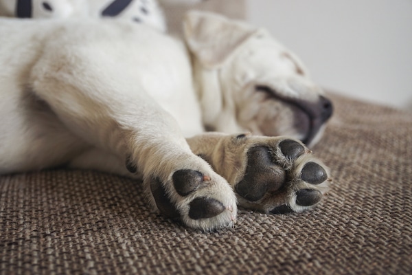A sleeping puppy and his cute paws.