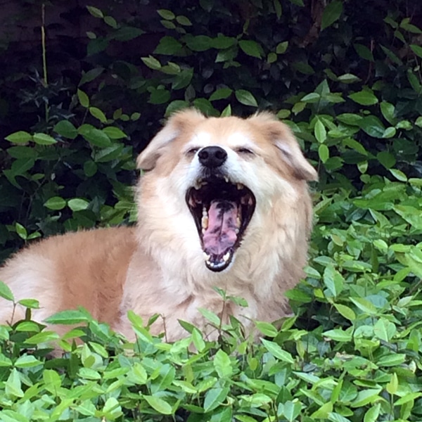 14 Dog Breeds With Spotted Tongues & Interesting Facts Dogster