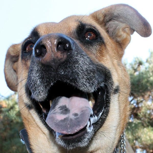 black tongue cur dog