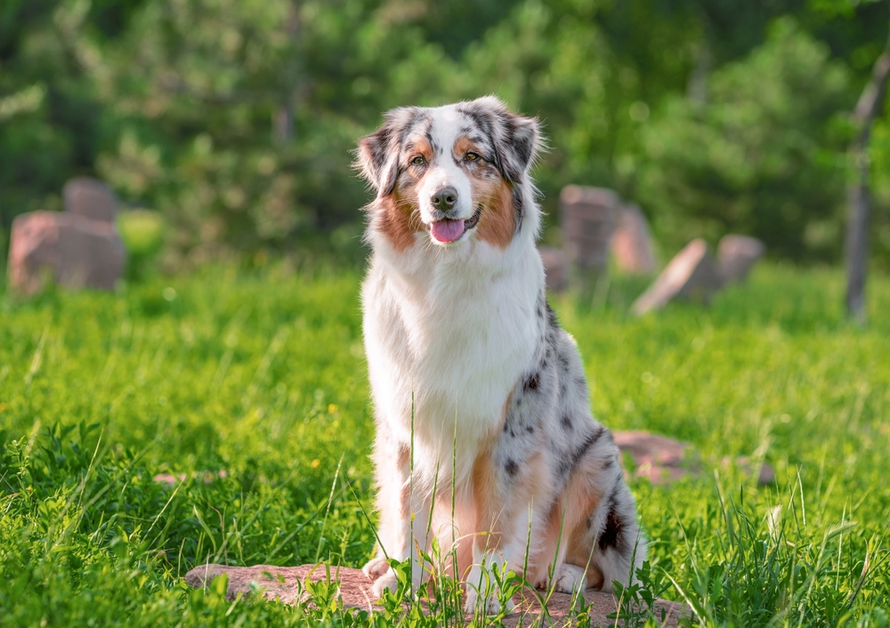 wating dog of the Australian Shepherd breed sitting