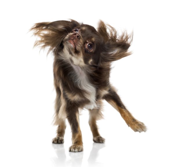 Brown chihuahua shaking