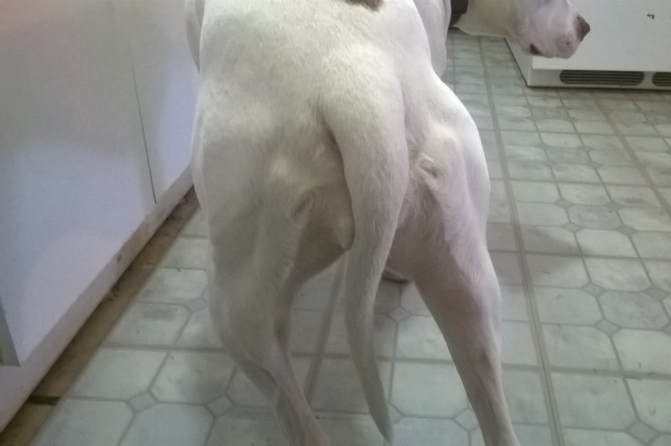 Sensitive dog with tail between legs