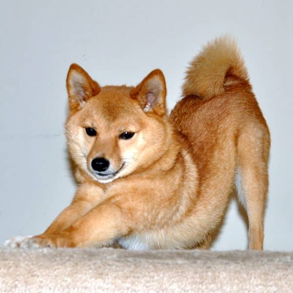 shiba inu in chinese translation