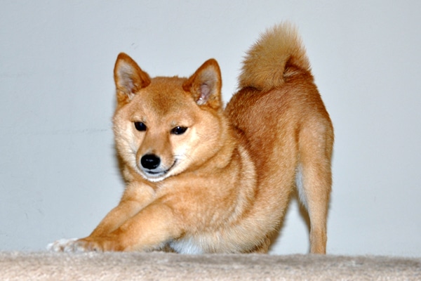 dog in other languages