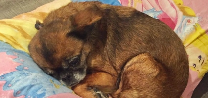 Missing For Four Years Grif The Brussels Griffon Finally Comes Home