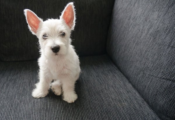 Puppy on couch by iStock.