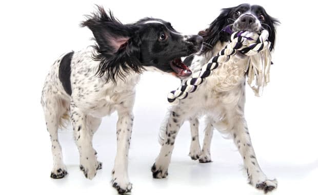 https://www.dogster.com/wp-content/uploads/2017/04/iStock-dogs-playing-hh.jpg