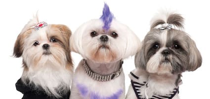 standard type shih tzu