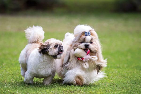 standard type shih tzu