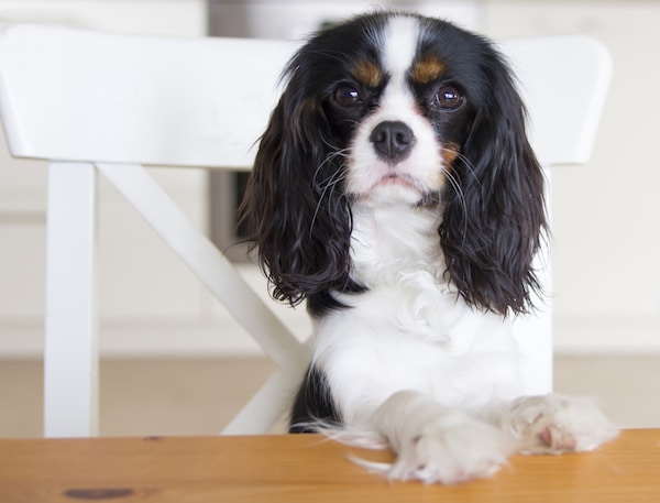 Dog sitting at table by Shutterstock.