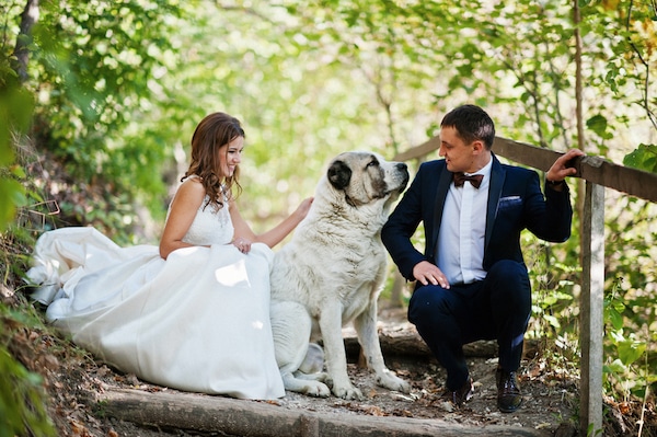 Even if your dog can't be in your wedding, they can be in your pictures. (Photo by Shutterstock)