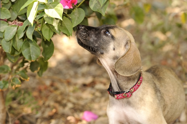 Give your pup time to stop and sniff on your next walk. (Photo by Shutterstock)