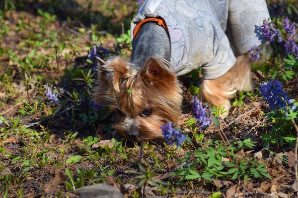 Letting your dog sniff around gives them the all-important mental exercise, too. (Photo by Shutterstock)