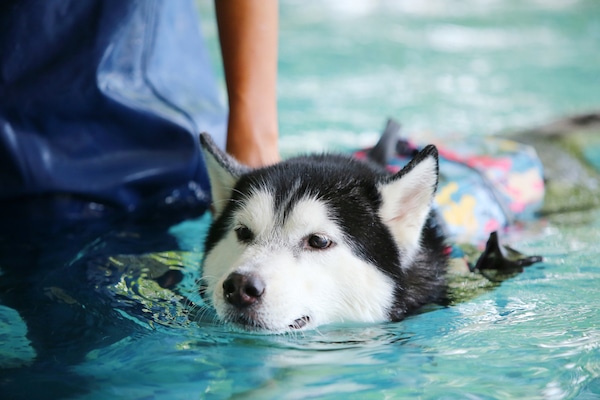 Dog swimming by Shutterstock