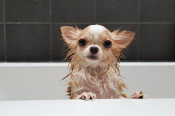 smallest dog in the world weight