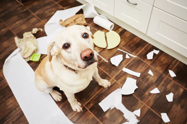 Dog with broken dishes by Shutterstock.