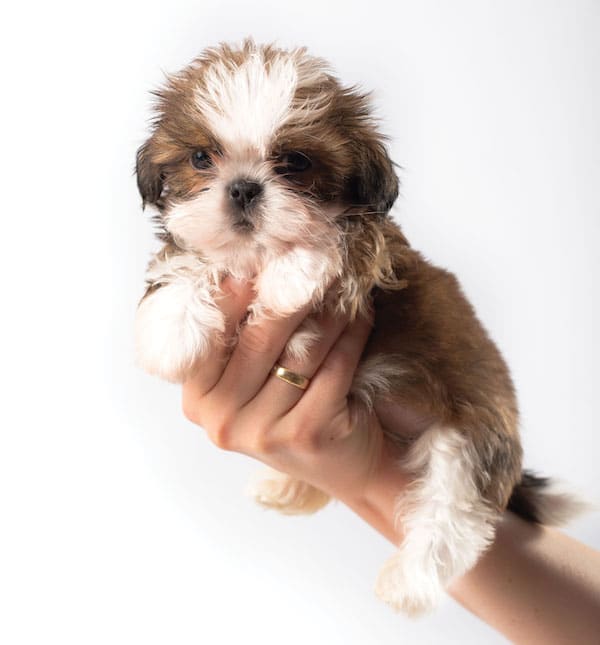 about shih tzu breed