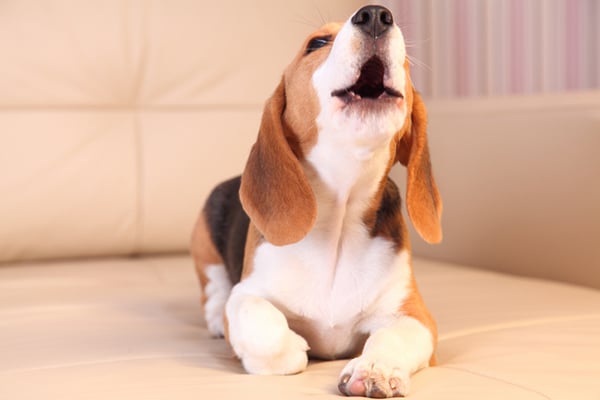 A beagle dog howling.