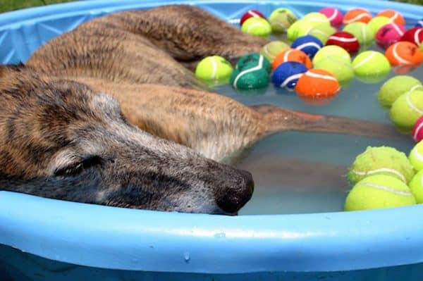 Dog cools off from summer heat in a pool full of tennis balls.