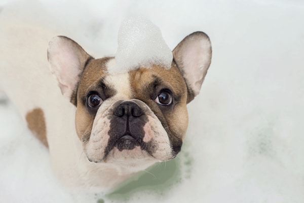 A dog in a bath with bubbles on his head.