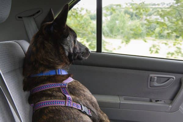 A dog riding in the backseat of a car, wearing a harness. Photography by peplow/Thinkstock.