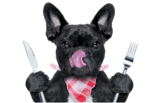 A black dog with a knife and fork, ready to eat.