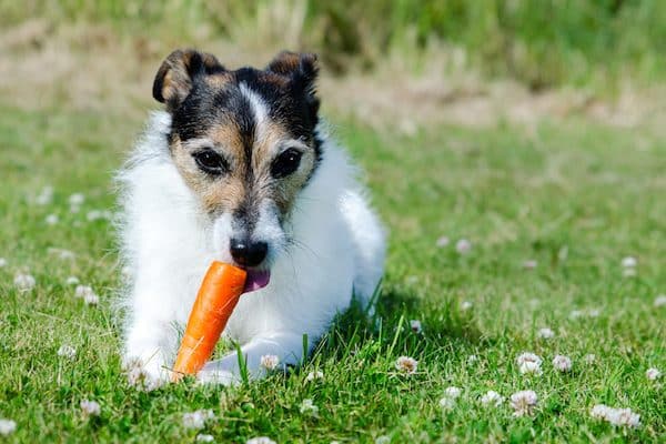 Can dogs eat carrots?