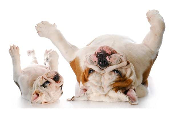 Two dogs upside down with their stomachs up.