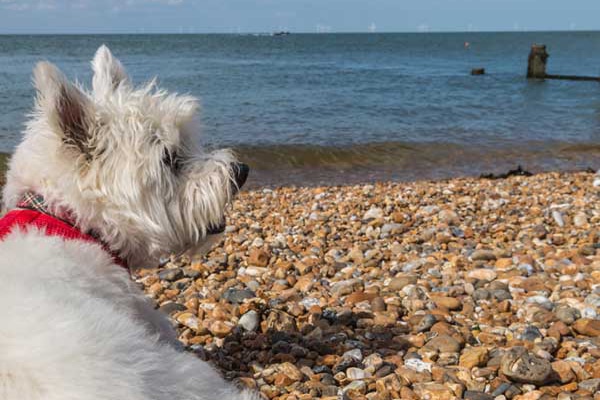 Westie on the beach.