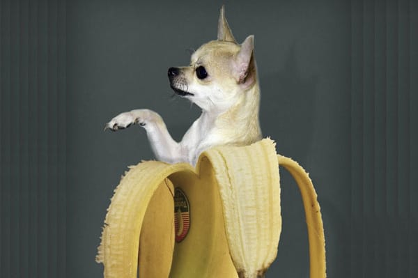 A Chihuahua in a banana. 