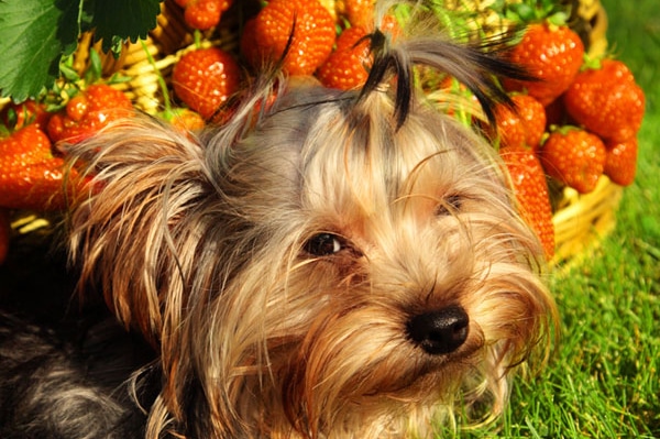 dog ate apple core