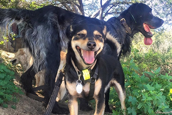 in home pet boarding near me