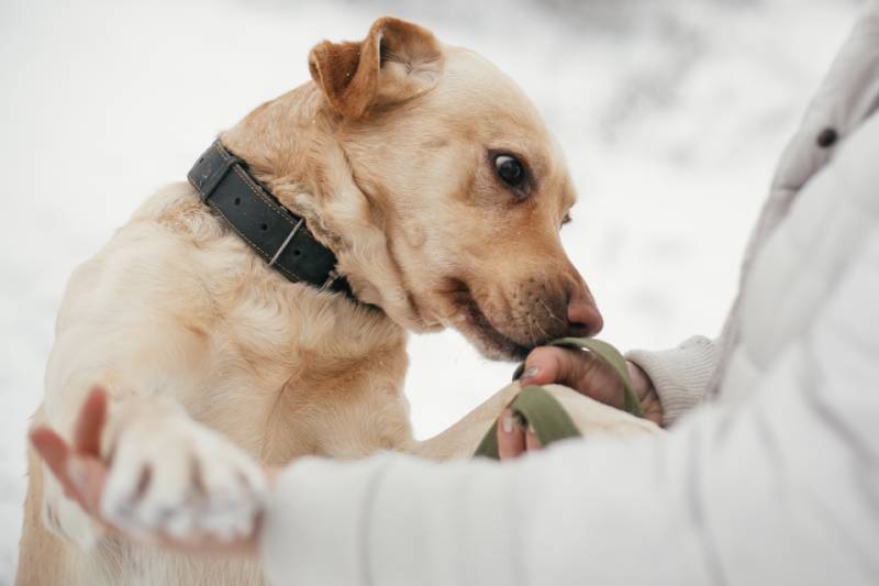 golden labrador dog sniffing person hands