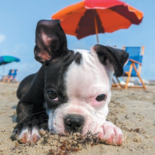 Dog Friendly Restaurants In Long Beach California Best On 20 Great Dog Friendly Restaurants And Bars In Chicago