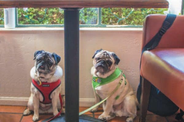 Two pugs in a restaurant.