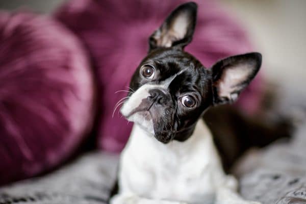 Brachycephalic dogs like Boston Terriers don't do well in summer heat. Photography by nailiaschwarz/Thinkstock.