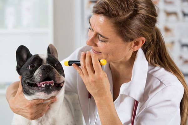 A dog getting his eyes examined by the vet.