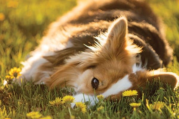 A dog lying in a field of yellow flowers.