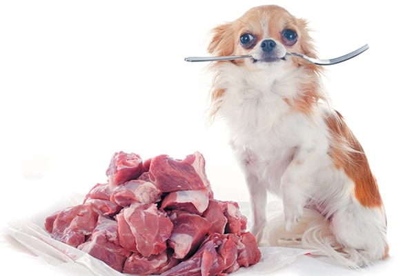 A dog with a fork in his mouth, next to lean meat on a plate.