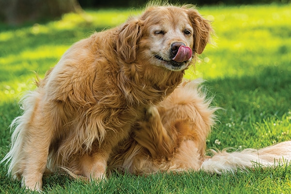 best dog food for allergic dermatitis