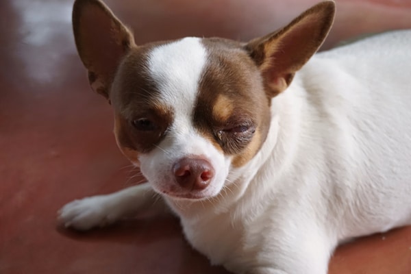 A small dog with eye discharge, eye boogers.