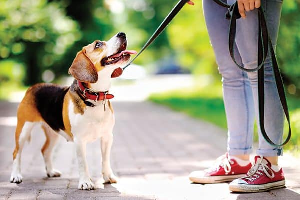 A beagle on a leash outside.