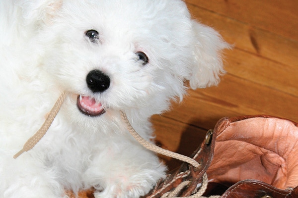 A Bichon Frisé happily chewing on a shoe.