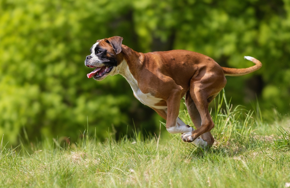 Boxer Dog Breed