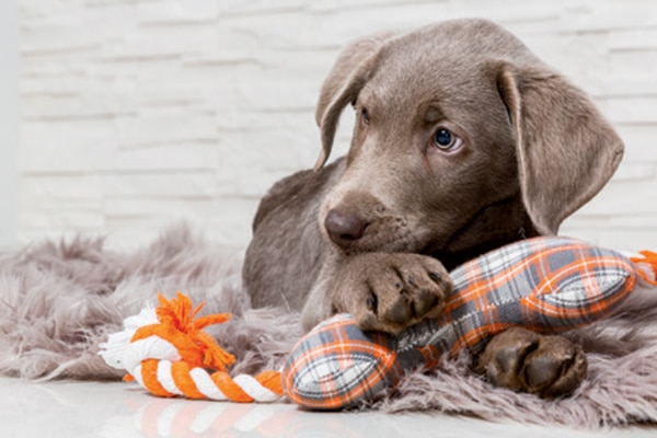 A brown puppy chewing on a toy.