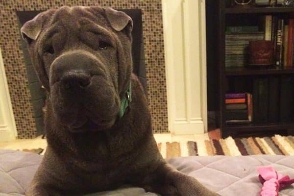 A Chinese Shar-Pei in his preferred indoor habitat. Photography Courtesy Blaire Thornton.