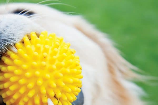 Closeup of a dog toy. Photography by cunfek/istock.