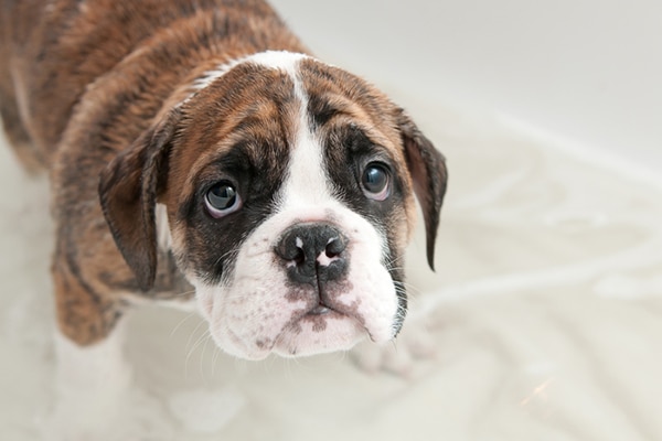 Cute puppy in bathtub looking scared of water.